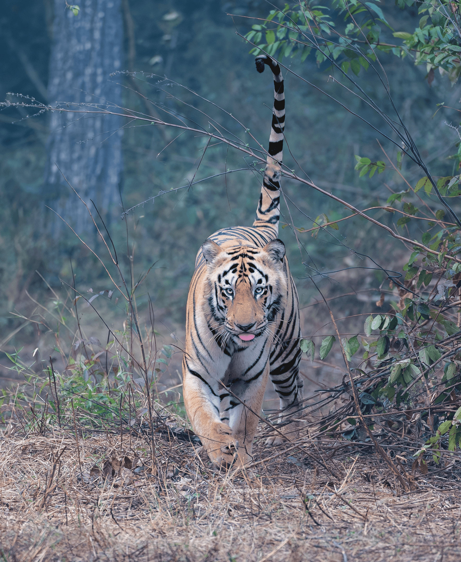Leopard in tree